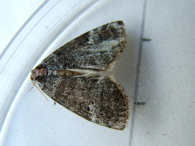 Common Lutestring